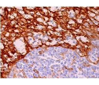 DC-SIGN Antibody (C-20): sc-11038