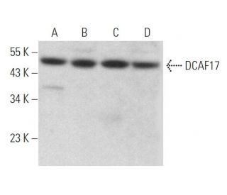 DCAF17 Antibody (B-11) - Western Blotting - Image 372108 