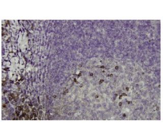 DCAKD Antibody (SQ-14) - Immunohistochemistry - Image 35982 