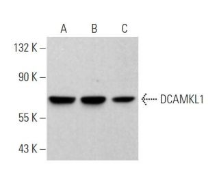 DCAMKL1 Antibody (D-3) - Western Blotting - Image 374478 