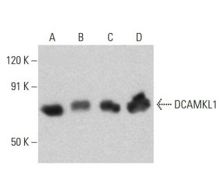 DCAMKL1 Antibody (D-3) - Western Blotting - Image 385171The Double Nickase Plasmid features a U6 promoter for sgRNA expression, a 20 nt targeting sequence, and a gRNA scaffold to guide Cas9n. It includes a CBh promoter for Cas9n (D10A) and puromycin resistance, GFP for transfection verification, and nuclear localization signals (NLS). The 2A peptide allows co-expression of Cas9n and Puro from a single promoter, enabling precise genome editing with reduced off-target effects.