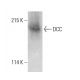 DCC Antibody (A-1) - Western Blotting - Image 387989 