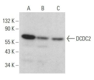 DCDC2 Antibody (B-5) - Western Blotting - Image 359127 