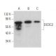 DCDC2 Antibody (E-8) - Western Blotting - Image 359126 