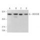 DCDC2B Antibody (E-6) - Western Blotting - Image 378134