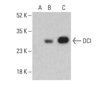 DCI Antibody (E-8) - Western Blotting - Image 401238 