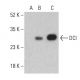DCI Antibody (E-8) - Western Blotting - Image 401238 