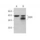 DCIR Antibody (G-9) - Western Blotting - Image 378121 