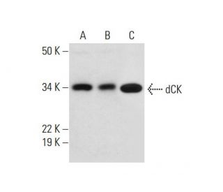 dCK Antibody (H-5) - Western Blotting - Image 292071 