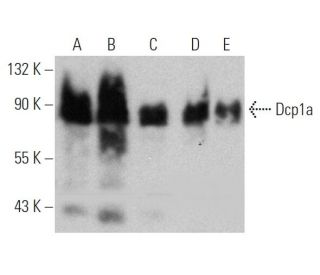 Dcp1a Antibody (56-Y) - Western Blotting - Image 368252 