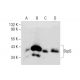 DcpS Antibody (G-8) - Western Blotting - Image 132686