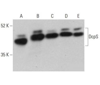 DcpS Antibody (A-12) - Western Blotting - Image 376111