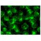 DcR1 Antibody (C-6) - Immunofluorescence - Image 141453 