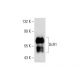 DcR1 Antibody (C-6) - Western Blotting - Image 144927