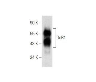western blotting image from recommended DcR1 (C-6) monoclonal antibody replacement. Image 144839