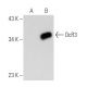 DcR3 Antibody (4H77) - Western Blotting - Image 21218