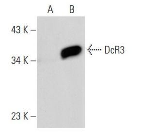 DcR3 Antibody (4H77) - Western Blotting - Image 31024 