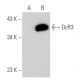 DcR3 Antibody (6D349) - Western Blotting - Image 31026 