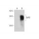 DcR3 Antibody (A-9) - Western Blotting - Image 309743 