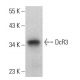 DcR3 Antibody (A-9) - Western Blotting - Image 375389