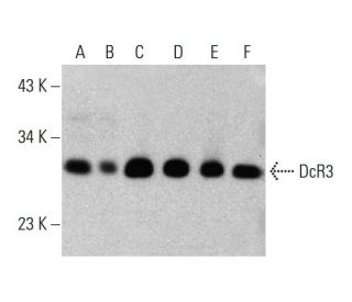 DcR3 Antibody (F-4) - Western Blotting - Image 384046 