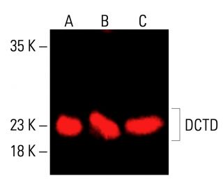 DCTD Antibody (F-9) - Western Blotting - Image 416430 