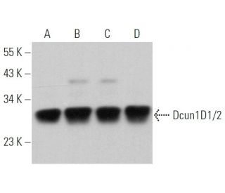 Dcun1D1/2 Antibody (A-11) - Western Blotting - Image 360736 