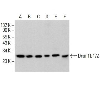 Dcun1D1/2 Antibody (A-11) - Western Blotting - Image 383246 