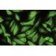 Dcun1D1 Antibody (3E1) - Immunofluorescence - Image 35457