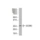 Dcun1D1 Antibody (3E1) - Western Blotting - Image 33484 