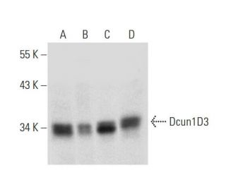Dcun1D3 Antibody (F-7) - Western Blotting - Image 324735 
