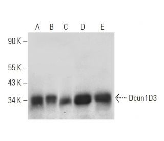Dcun1D3 Antibody (F-9) - Western Blotting - Image 320904 
