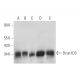 Dcun1D3 Antibody (F-9) - Western Blotting - Image 320904 