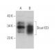 Dcun1D3 Antibody (F-9) - Western Blotting - Image 375961 