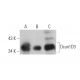 Dcun1D3 Antibody (F-9) - Western Blotting - Image 375968