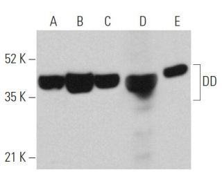 DD Antibody (C-12) - Western Blotting - Image 362461 