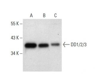 DD1/2/3 Antibody (G-3) - Western Blotting - Image 304480 