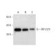 DD1/2/3 Antibody (G-3) - Western Blotting - Image 304480 