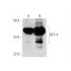 DD1-4 Antibody (B-12) - Western Blotting - Image 291002 