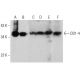 DD1-4 Antibody (B-12) - Western Blotting - Image 385188 