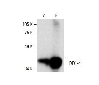 DD1-4 Antibody (H-8) - Western Blotting - Image 288269
