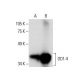 DD1-4 Antibody (H-8) - Western Blotting - Image 288269
