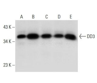 DD3 Antibody (D-9) - Western Blotting - Image 306550 
