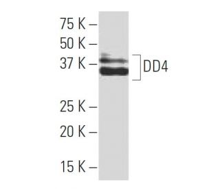 DD4 Antibody (WW3) - Western Blotting - Image 33901 
