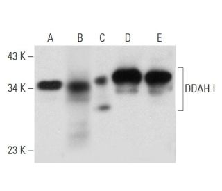 western blotting image from recommended DDAH I (D-6) monoclonal antibody replacement. Image 333426