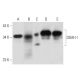 western blotting image from recommended DDAH I (D-6) monoclonal antibody replacement. Image 333426