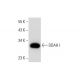 DDAH I Antibody (C-4) - Western Blotting - Image 132741 
