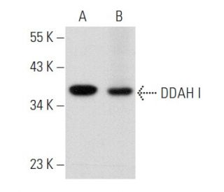 DDAH I Antibody (C-4) - Western Blotting - Image 356873 