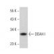 DDAH I Antibody (C-4) - Western Blotting - Image 381892