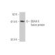 western blotting image from recommended DDAH II (3E3) monoclonal antibody replacement. Image 349546